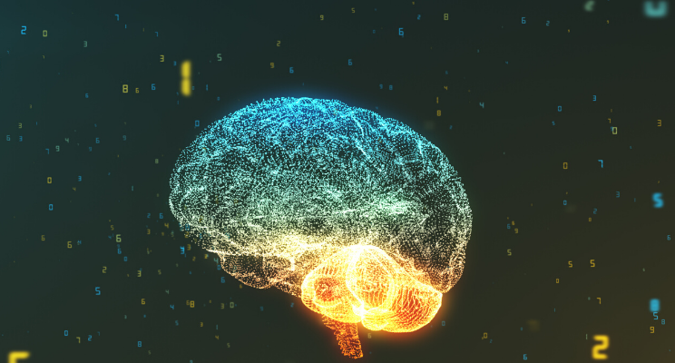brain