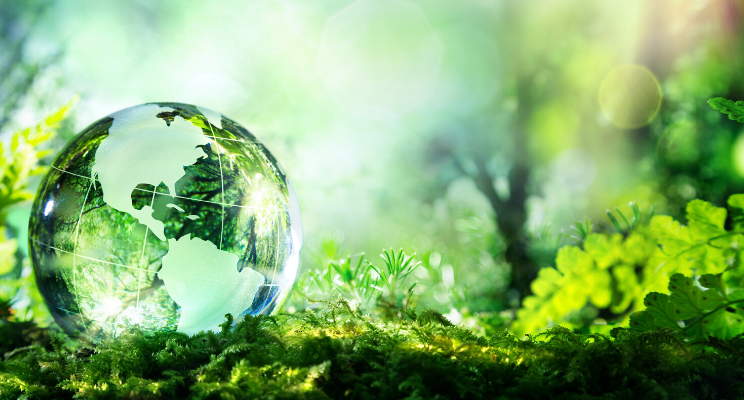 glass globe on ground in green forest
